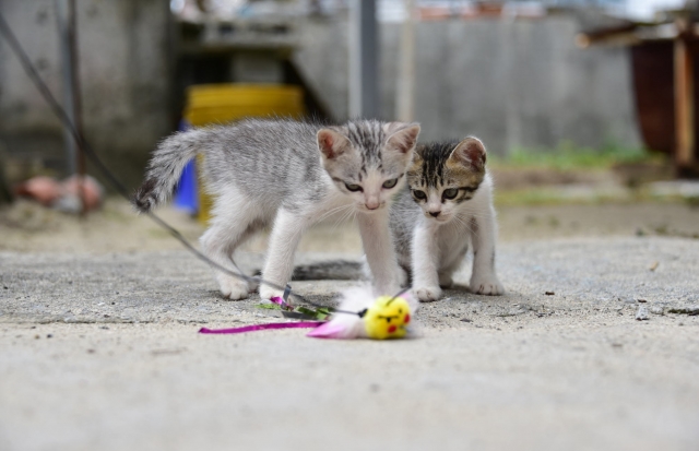 渡嘉敷島の子猫