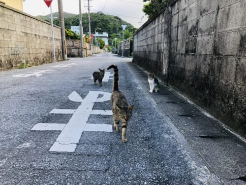 渡嘉敷島の猫