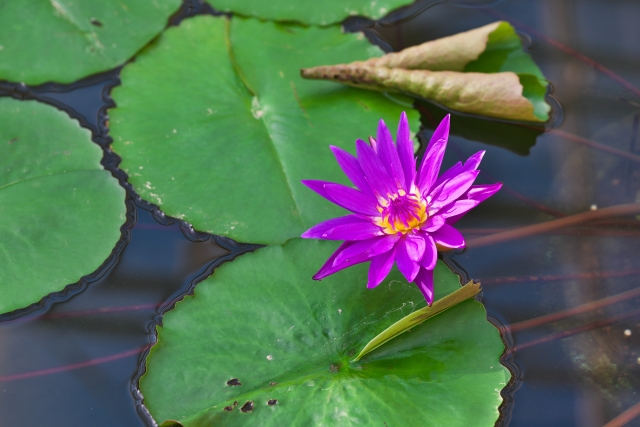 神代植物園のスイレン