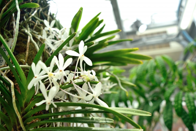 神代植物公園のツルラン