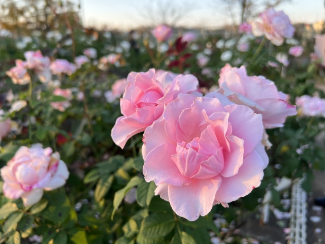 神代植物園の夕暮れのバラ