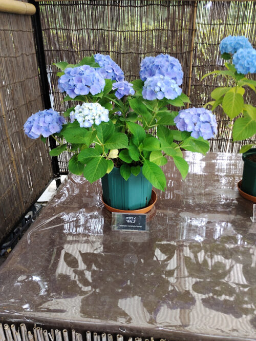 神代植物公園に展示されているヤマアジサイ