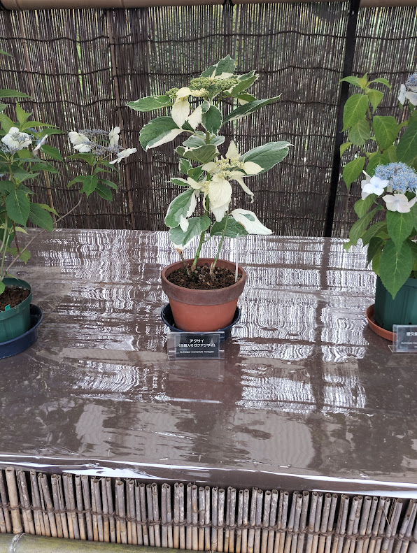 神代植物公園の不入りガクアジサイ