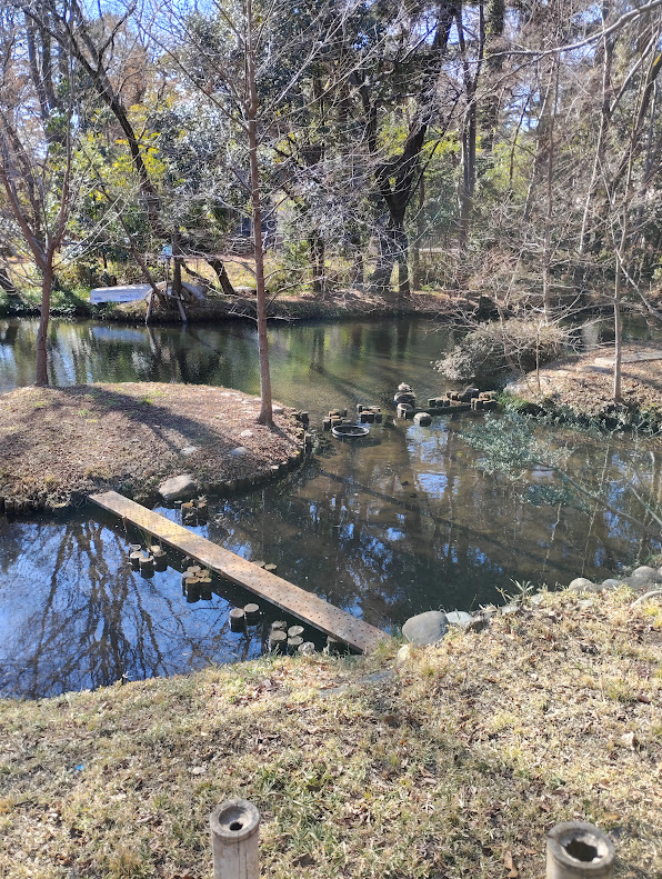 深大寺境内から流れる水が流れ込む池