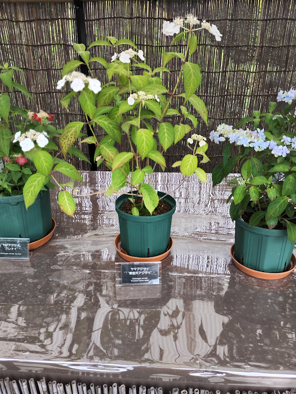 神代植物公園の青色ののやまあじさい