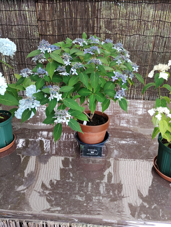 神代植物公園のヤマアジサイ(舞華)