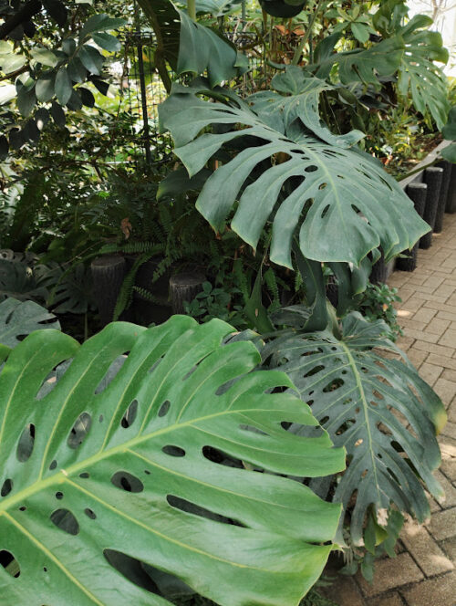 神代植物公園音質のモンステラ