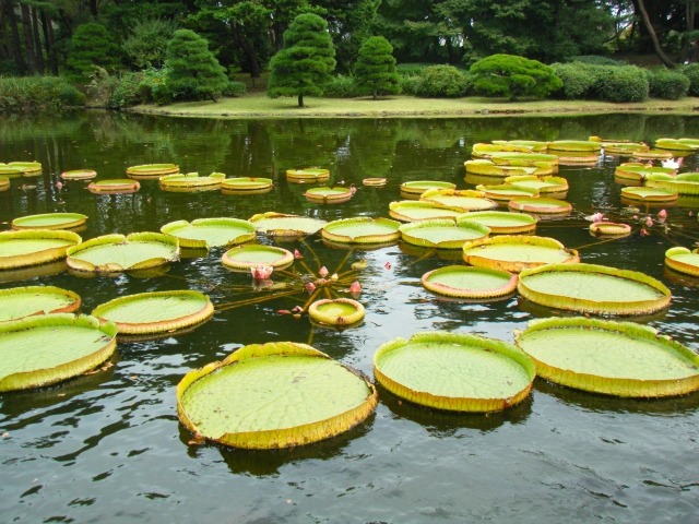 神代植物公園の葉っぱ自由研究｜撮って集める形あそび - 深大寺さるく