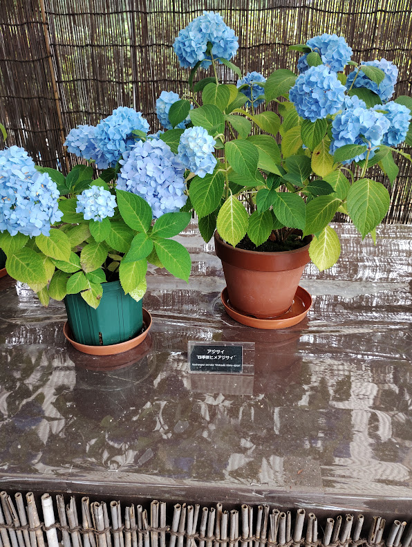神代植物公園の四季咲きヒメアジサイ