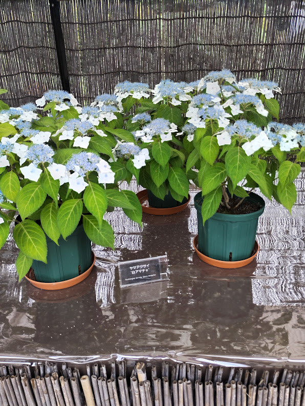 深大寺植物公園のヤマアジサイ(白アマチャ)
