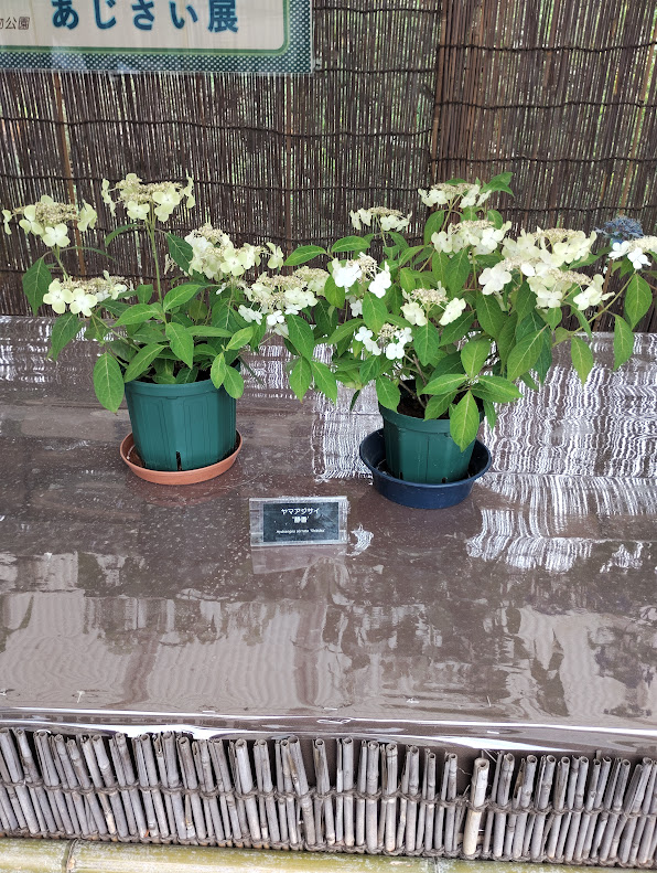 神代植物公園のヤマアジサイ