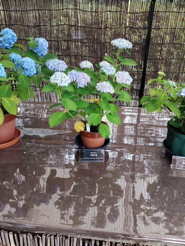 神代植物公園のガクアジサイ(天竜千鳥)